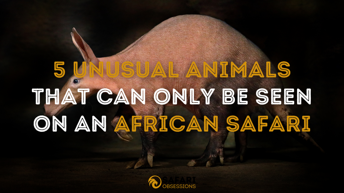 5 Unusual Animals That Can Only Be Seen On An African Safari