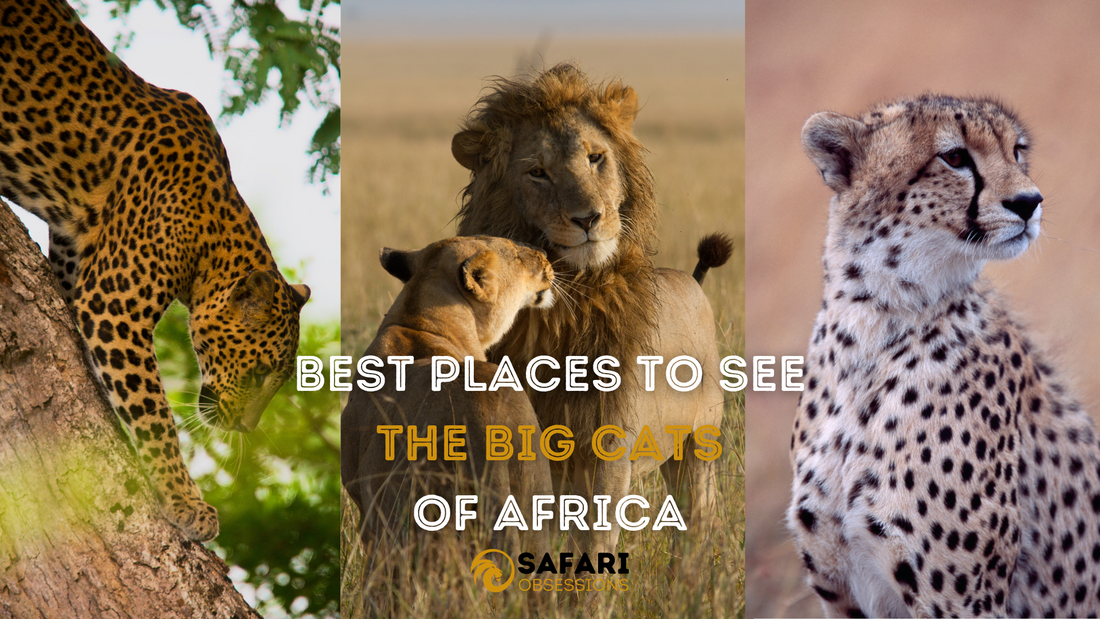 Best Places To See Big Cats On Safari In Africa